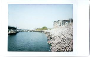sakura-river